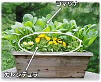 木原先生の「おいしい寄せ植え講座」
