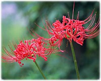 �V���[�g�E�G�b�Z�C