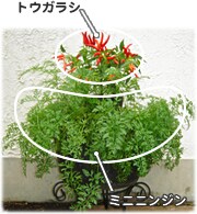 木原先生の「おいしい寄せ植え講座」