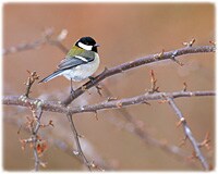 �V���[�g�E�G�b�Z�C