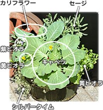 木原先生の「おいしい寄せ植え講座」