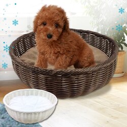 �y�b�g�v�� ��҂݃J���[���E���h�x�b�h �z���C�g 