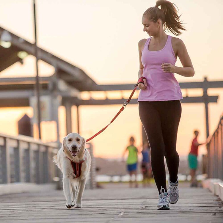 EZYDOG ゼロショックエクステンション リード 【プラザセレクト】