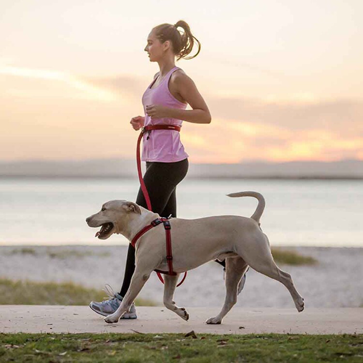 EZYDOG リード ロードランナー 【プラザセレクト】