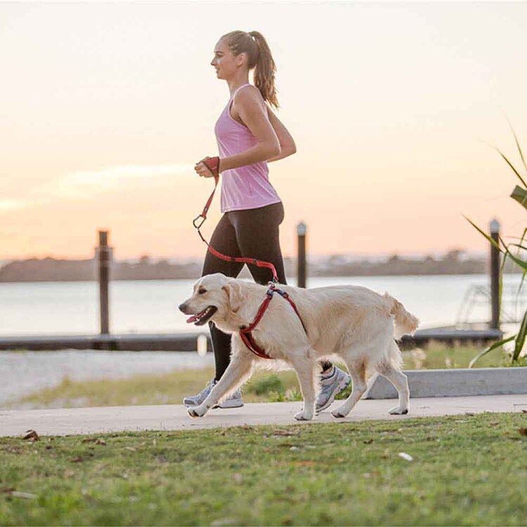 EZYDOG リード ハンディリード 【プラザセレクト】