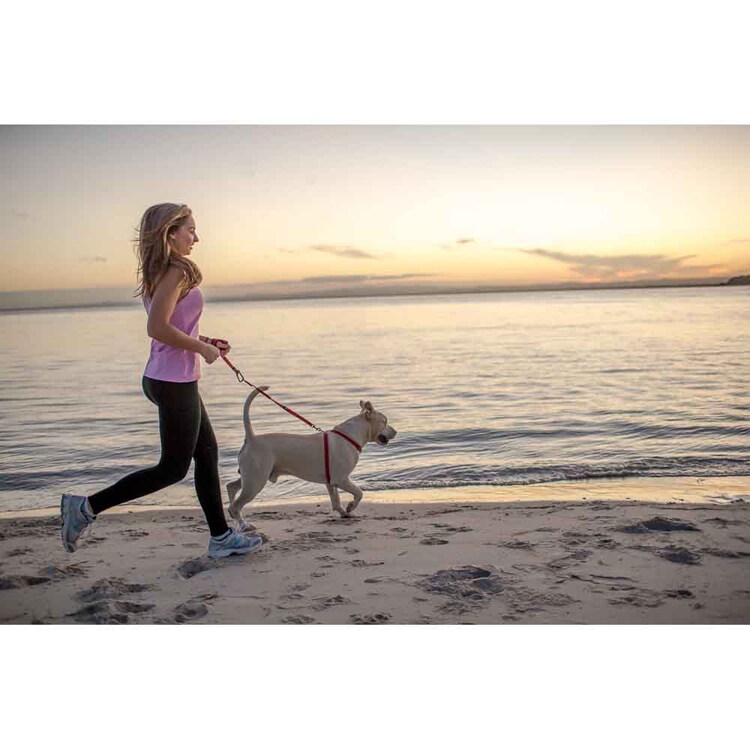 EZYDOG リード ハンディリード 【プラザセレクト】