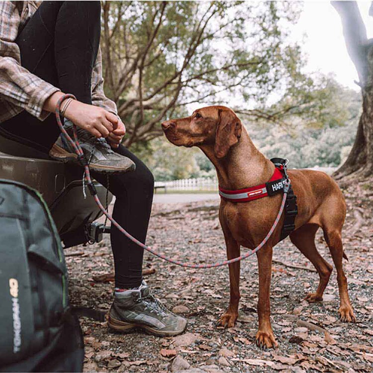 EZYDOG サミットリード 9mm 【プラザセレクト】