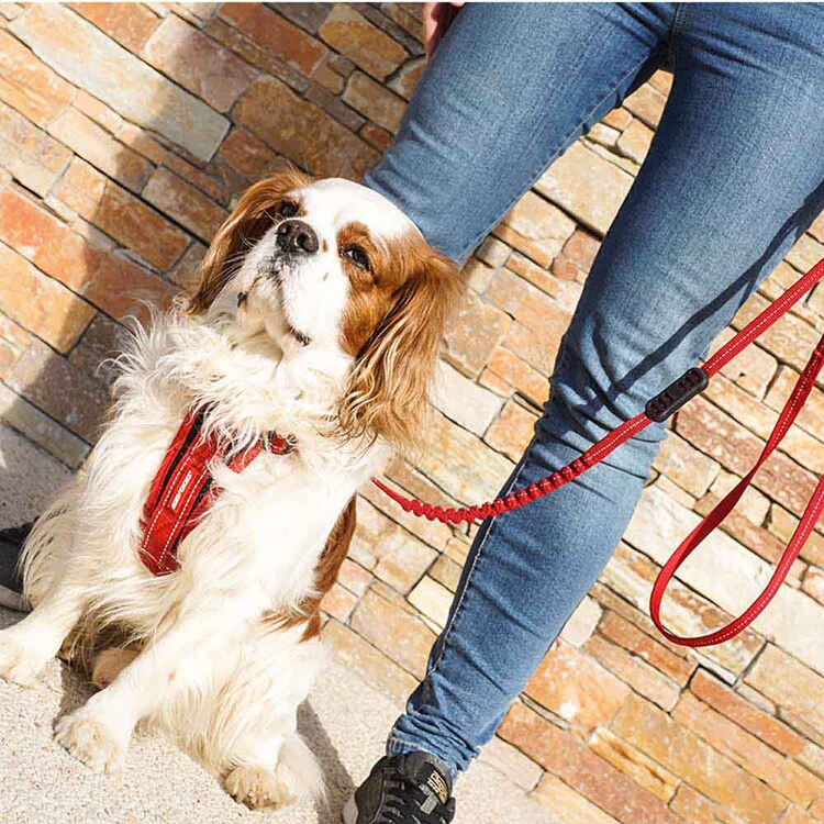 EZYDOG リード ゼロショックライト 120cm 【プラザセレクト】