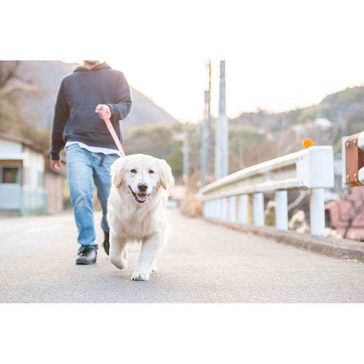 EZYDOG リード ソフトトレーナー 120cm 【プラザセレクト】