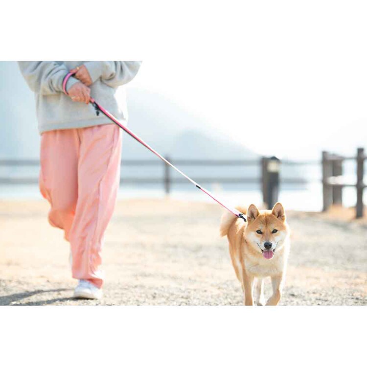 EZYDOG リード ソフトトレーナー 120cm 【プラザセレクト】