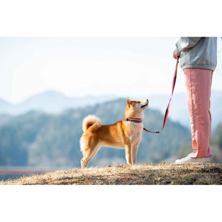 EZYDOG リード ソフトトレーナー 120cm 【プラザセレクト】