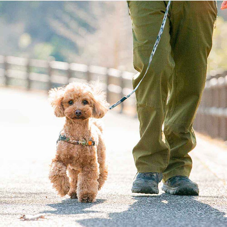EZYDOG リード ソフトトレーナーライト 120cm 【プラザセレクト】