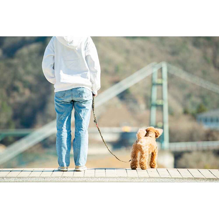 EZYDOG リード ソフトトレーナーライト 120cm 【プラザセレクト】