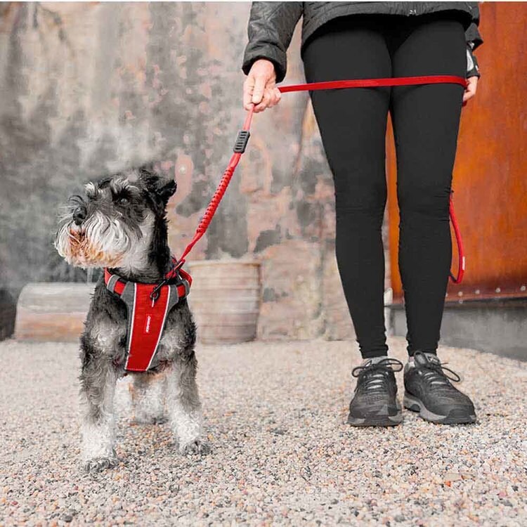 犬 ハーネス EZエックスリンクハーネス S レッド 7278981 │アイリス