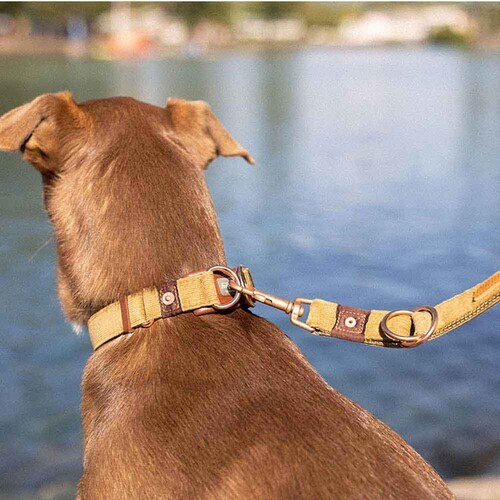 p [h _ubNJ[ S R[fC  EZYDOG C[W[hbO_1