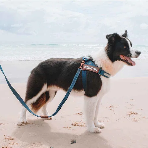  n[lX GNXvXn[lX XXS fj  EZYDOG C[W[hbO_1