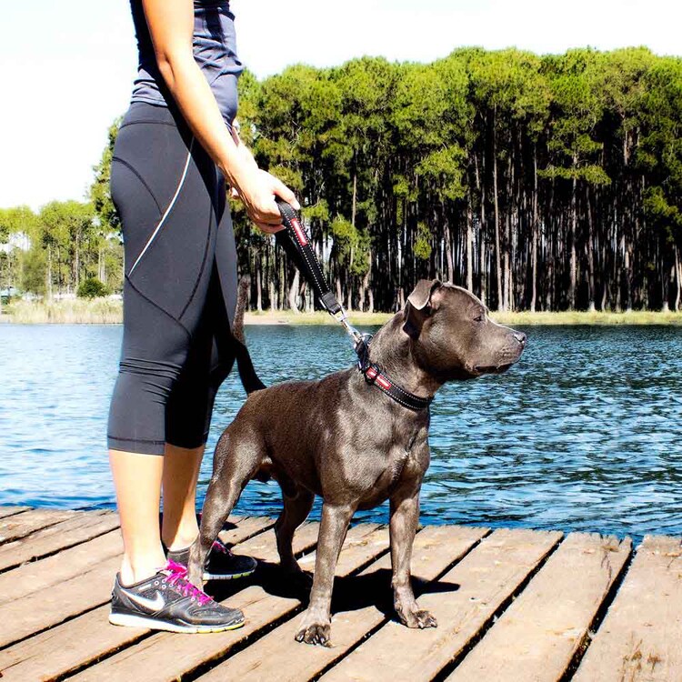 EZYDOG リード モングリルネオ 【プラザセレクト】