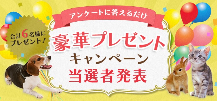 �v���[���g�L�����y�[����