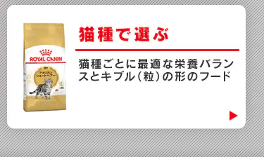 猫種で選ぶ