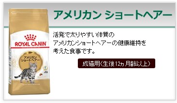 �A�����J�� �V���[�g�w�A�[