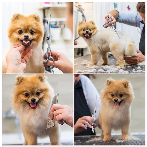 �y�b�g �g���~���O�V�U�[ 7�_�Z�b�g �� �g���~���O�n�T�~ �ۂ��n�� ���S �X�L�o�T�~ �J�[�u�o�T�~ ������ �R�[�� ���S�� �g���}�[ �ȒP ���^�� ���^�� �����^��_17