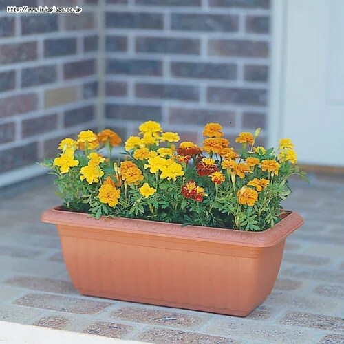 ���ԁ@�@�}���[�S�[���h�v�����^�[�@�����@���O�g�p�@�x�����_�@�X��_2