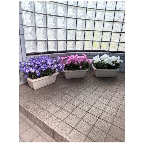 ���ԁ@�@�T�C�l���A�v�����^�[3�_�Z�b�g�@�H������@�W����@�C�x���g���@�p�`���R�X�@�����@�f�C�X�v���C���� by ���Ԃ̐��X �L�c�c�L_1