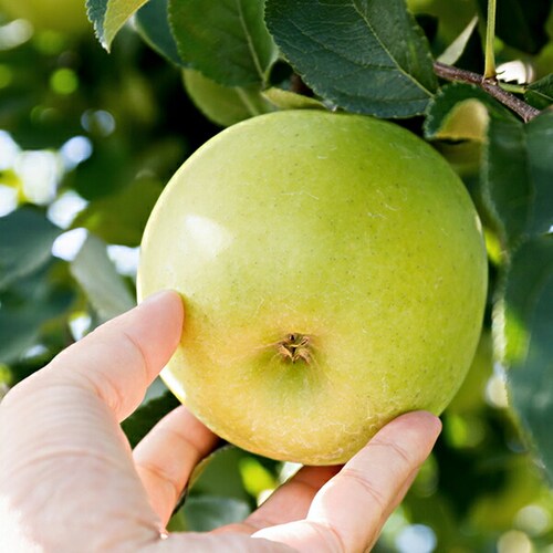 �y�o�ג��z�X���Y ���ƒ�p ��� ���� 5kg (�󂠂�/13�ʁ`23�ʓ���) �킯���� �ʕ� ������_7