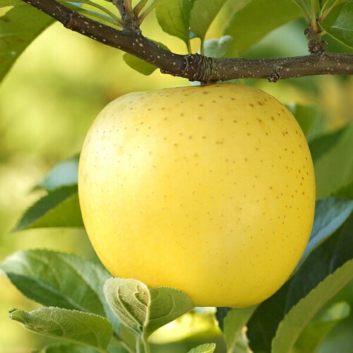 �y�o�ג��z�X���Y ���ƒ�p ��� �V�i�m�S�[���h 5kg (�󂠂�/13�ʁ`23�ʓ���) �킯���� ������_7