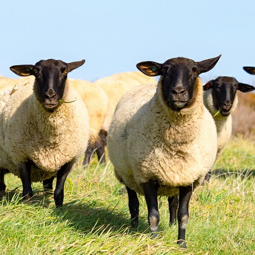 �W���M�X�J�� ������ �k�C���Y �T�t�H�[�N���� ���t���W���M�X�J�� (300g/�Ⓚ) �M�t�g ���蕨 ������_4