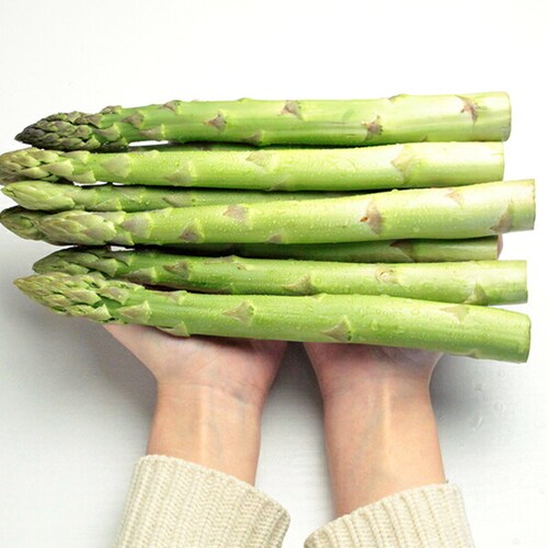 【順次出荷中】北海道産 グリーンアスパラ 500g (共撰/極太/3Lサイズ) ギフト ご家庭用 北海道 野菜 お取り寄せ_1