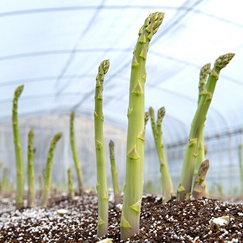 【順次出荷中】北海道産 グリーンアスパラ 500g (共撰/極太/3Lサイズ) ギフト ご家庭用 北海道 野菜 お取り寄せ_9