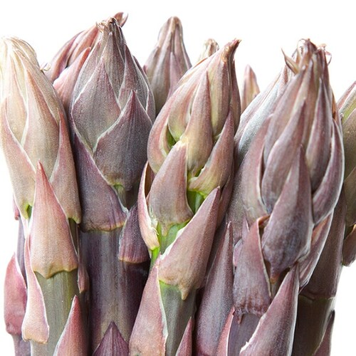 �y�\��z�k�C���Y �p�[�v���A�X�p�� 600g (����/L-2L�T�C�Y) �M�t�g ���ƒ�p �k�C�� ��� �����񂹁y������s�z_2