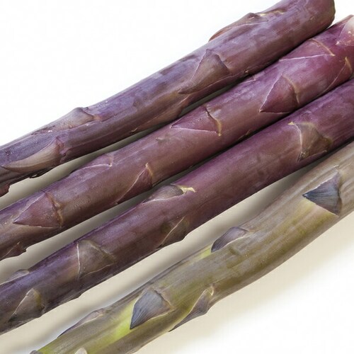 �y�\��z�k�C���Y �p�[�v���A�X�p�� 600g (����/L-2L�T�C�Y) �M�t�g ���ƒ�p �k�C�� ��� �����񂹁y������s�z_3