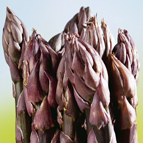 �y�\��z�k�C���Y �p�[�v���A�X�p�� 600g (����/L-2L�T�C�Y) �M�t�g ���ƒ�p �k�C�� ��� �����񂹁y������s�z_7