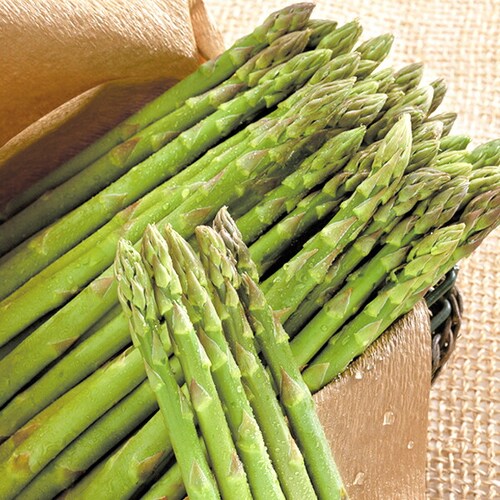 �y�����o�ג��z�k�C���Y �O���[���A�X�p�� 600g (����/��/L-2L�T�C�Y) �M�t�g ���ƒ�p �k�C�� ��� ������_1