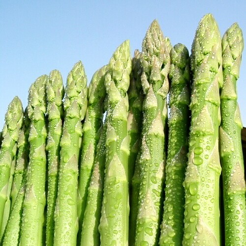 �y�����o�ג��z�k�C���Y �O���[���A�X�p�� 600g (����/��/L-2L�T�C�Y) �M�t�g ���ƒ�p �k�C�� ��� ������_2