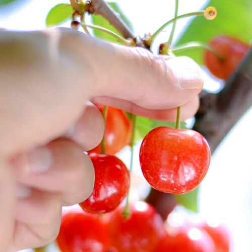 �y5��12��(��)�ɂ��͂��z��̓� �������� ������ (�����n�E�X/�G�i/M�T�C�Y/24������) �M�t�g �v���[���g ��̓��M�t�g_6