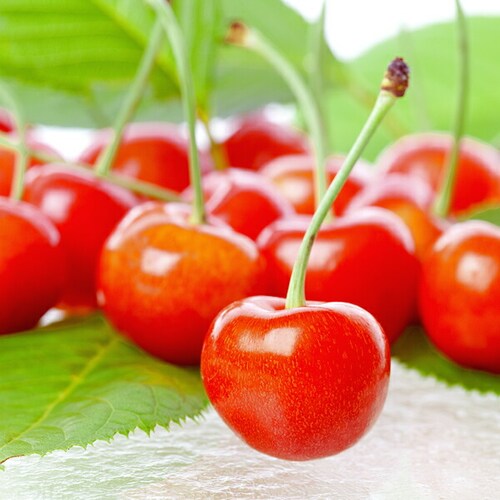 �y5��12��(��)�ɂ��͂��z��̓� �������� ������ (�����n�E�X/�G�i/M�T�C�Y/24������) �M�t�g �v���[���g ��̓��M�t�g_7