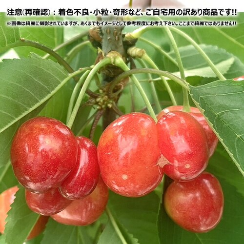 【出荷中/指定日不可】山形県産 ご家庭用 双子 さくらんぼ 800g (訳あり/ばら詰め/産地箱/クール便) 自宅用_5