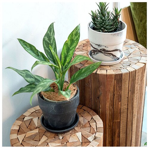 �A�ؔ� �v���X�`�b�N ������ 5�� �ʔ� �v�����^�[ ������� �A�� �� �|�b�g �Ԕ� 5���� �v���X�`�b�N���� ���킢�� ���� �y�� �y�� ���a 16.5cm �A�[�o���v�����c�|�b�g �T�� �}�[�u_5