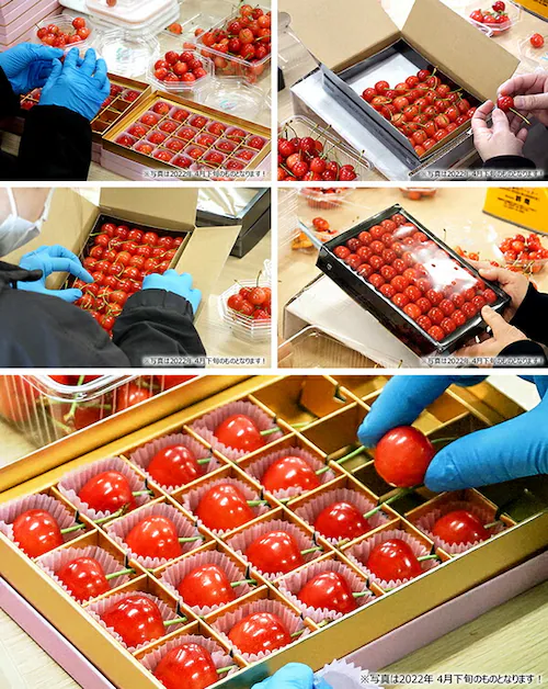 �y�o�ג��z�R�`���Y �������� ������ (�����n�E�X/�G�i/2L�T�C�Y/24������) ���� �M�t�g ���蕨 �t���[�c_5