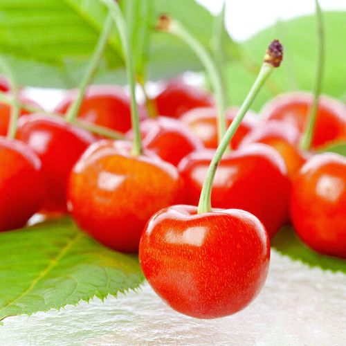 �y�o�ג��z�R�`���Y �������� ������ (�����n�E�X/�G�i/2L�T�C�Y/24������) ���� �M�t�g ���蕨 �t���[�c_7