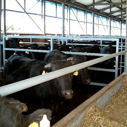 北海道産 ふらの和牛 すき焼き用 500g (肩ロース/500g×1) 牛肉 和牛 母の日 父の日 ギフト ご家庭用_5