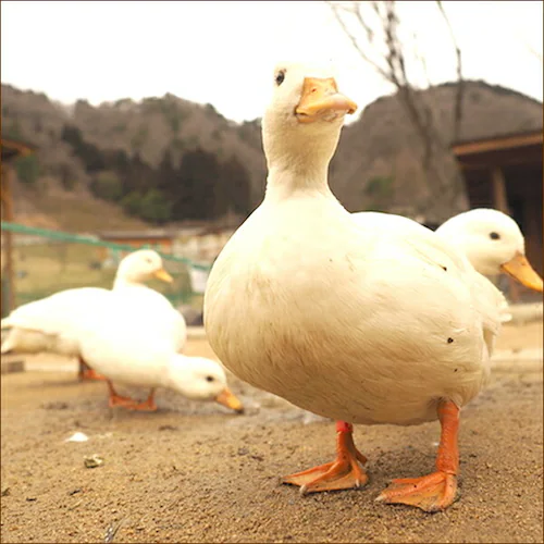 �k�C���Y ����Z�b�g (�����݂�t��/����/1-2�l�O/�Ⓚ) ������ �J���� ���� ���� �M�t�g ���ƒ�p_6