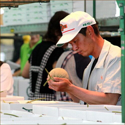 【出荷間近】北海道産 訳あり 夕張メロン 1玉 (JA共撰/良品/冷蔵便) わけあり 自宅用 ご家庭用 果物 お取り寄せ_5