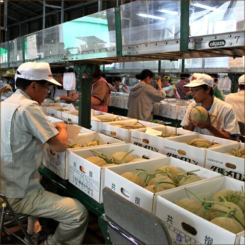 【出荷間近】北海道産 訳あり 夕張メロン 1玉 (JA共撰/良品/冷蔵便) わけあり 自宅用 ご家庭用 果物 お取り寄せ_6
