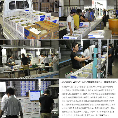 【出荷中】 北海道 富良野メロン 1玉 (秀品/1玉 1.3kg/常温便) ふらのメロン 赤肉メロン お中元 暑中見舞い 残暑見舞い ギフト 贈り物 甘み 果物 フルーツ お取り寄せ_7