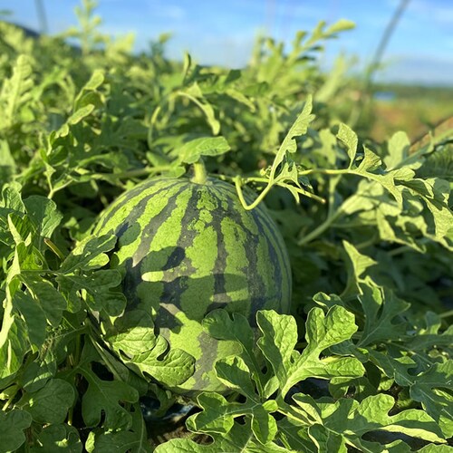 【出荷中】UNAU 山形県産 尾花沢すいか 1玉 8kg (秀品/常温品) すいか スイカ 西瓜 ギフト 贈り物 ご家庭用 果物 フルーツ 山形 お取り寄せ_4