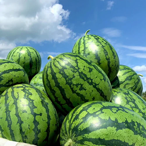 【出荷中】UNAU 山形県産 尾花沢すいか 1玉 8kg (秀品/常温品) すいか スイカ 西瓜 ギフト 贈り物 ご家庭用 果物 フルーツ 山形 お取り寄せ_5